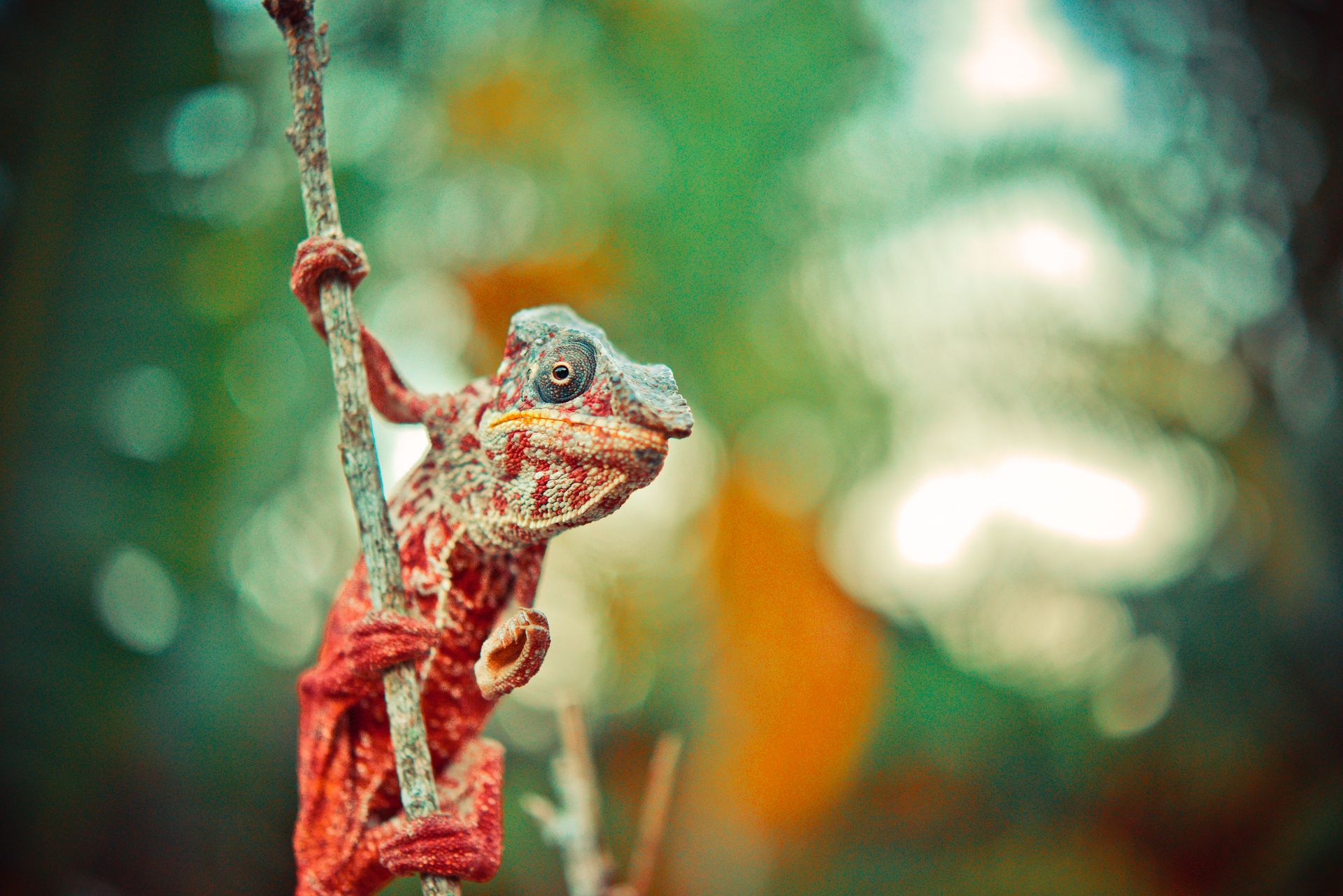 Red and Gray Reptile on Tree Branch