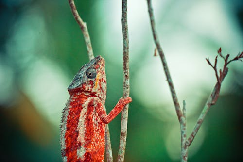 Red and Beige Chameleon on Twig