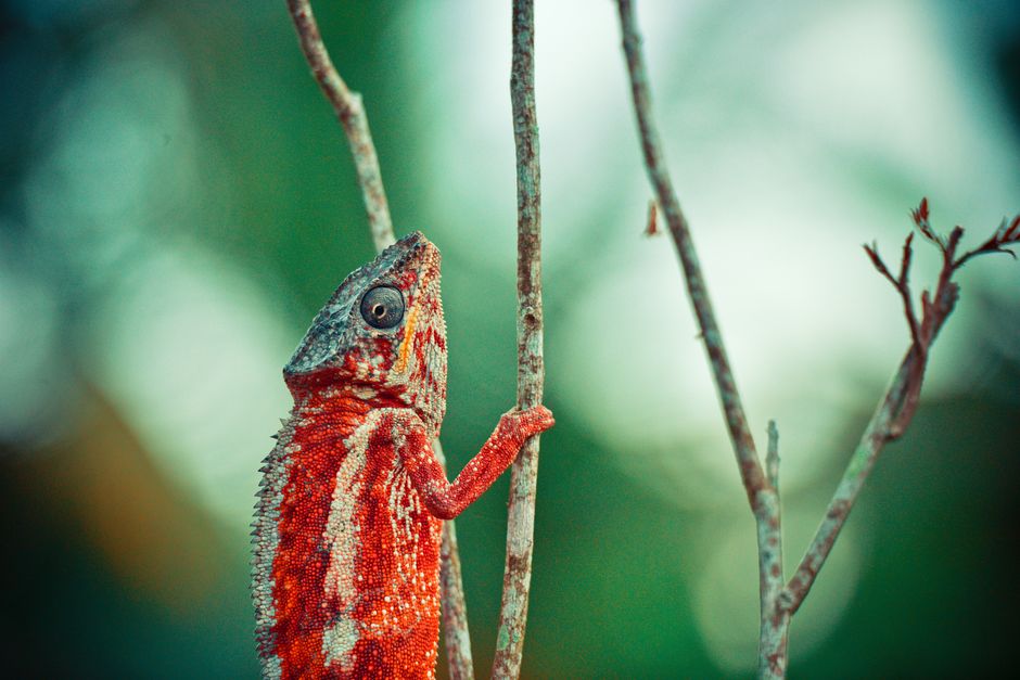 Close-up of a vibrant panther chameleon climbing a tree branch, showcasing its striking colors.