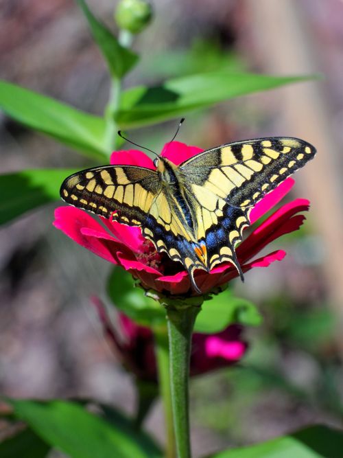 Free Close-up of a vibrant swallowtail butterfly resting on a pink zinnia in an outdoor garden. Stock Photo