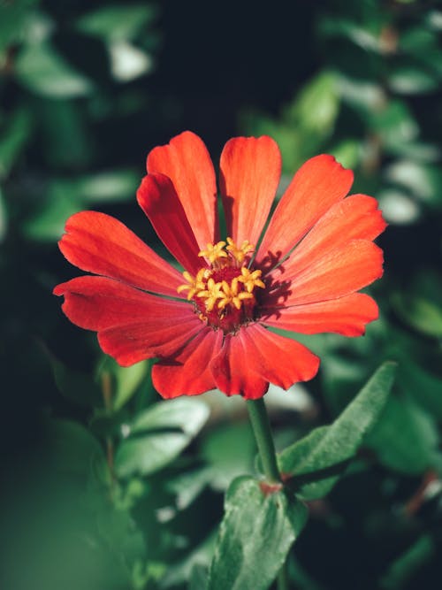 Red Flower in Close Up Photography