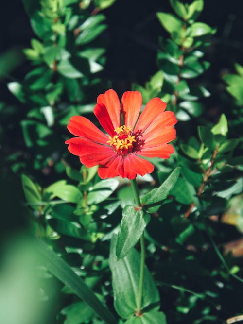 Beautiful Red Flower Plant