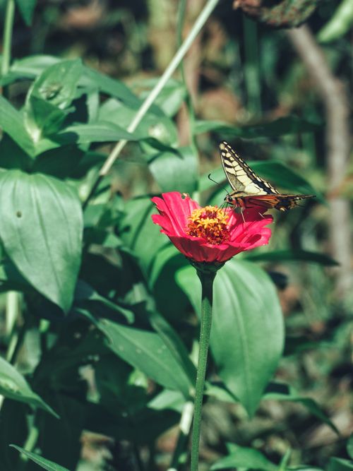 Free Close-up of a butterfly perched on a vibrant red flower in a lush garden setting. Stock Photo