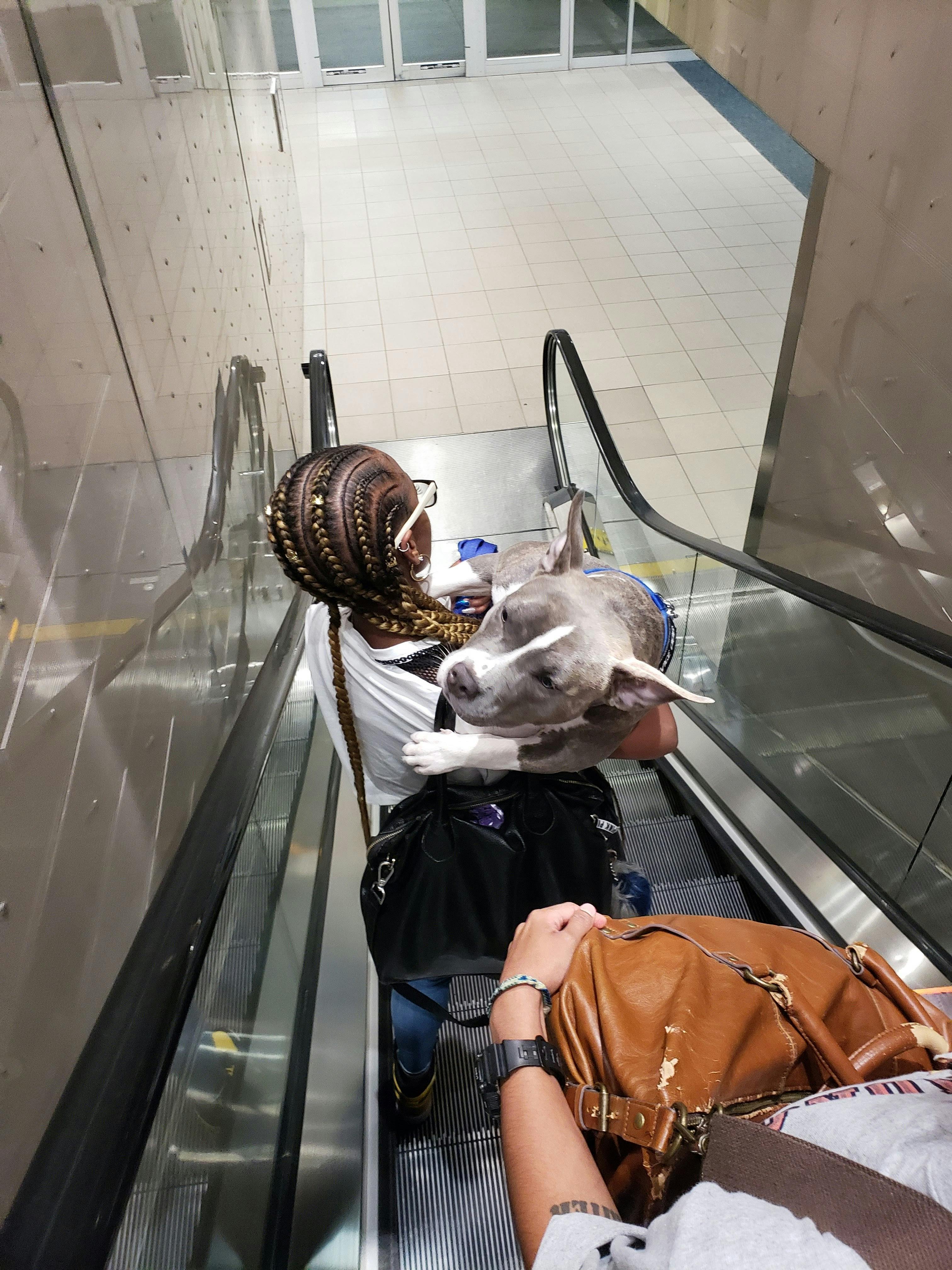 Free stock photo of airport, escalator, service dog