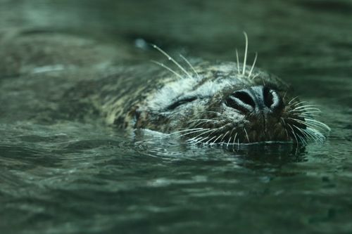 Free Close-up of a seal's head resting on the water's surface, showcasing aquatic tranquility. Stock Photo