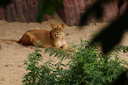 Lioness Lying on Brown Sand