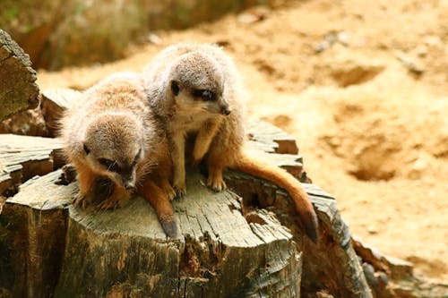 Meerkats on a Tree Stump