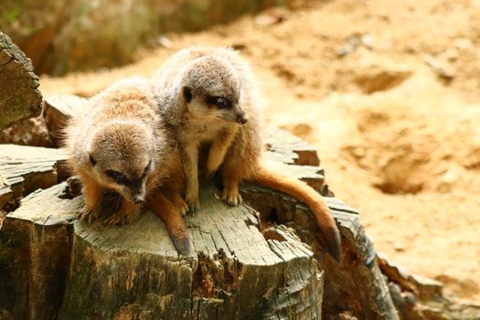 Two meerkats sitting on a stump, observing their surroundings in a natural habitat.