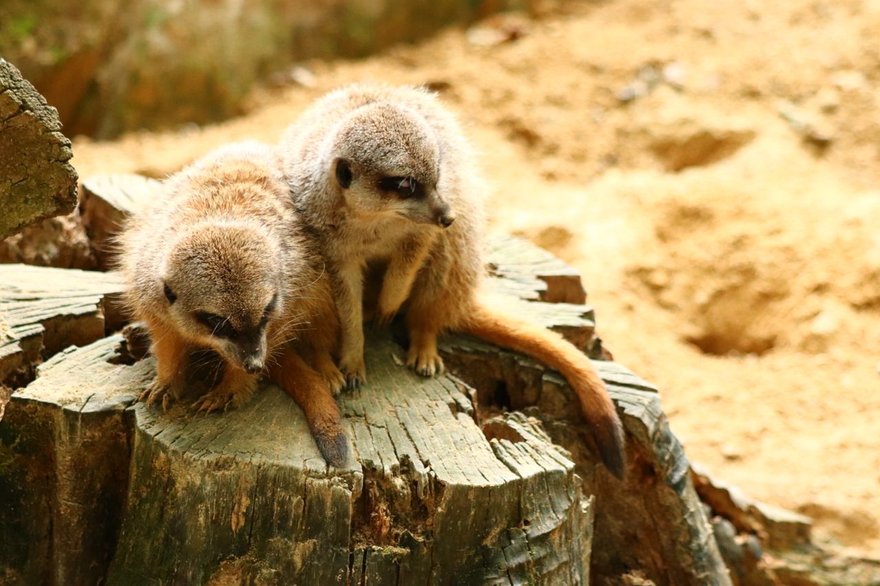 two meerkats sitting on a stump observing their surroundings in a natu