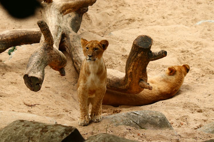 Brown Lioness On Brown Sand