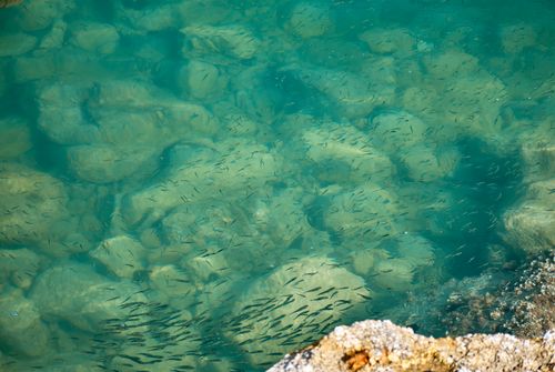 Free Tranquil scene of transparent water with rocks and fish in Radhimë, Albania's coastline. Stock Photo