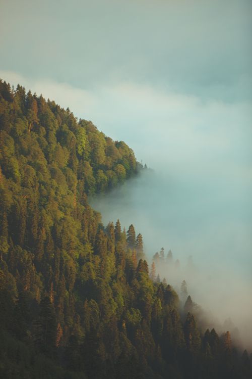 Free A serene view of a mist-covered forested mountain slope during sunrise. Stock Photo
