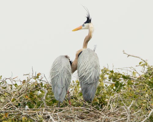 Close-Up Shot of Herons 