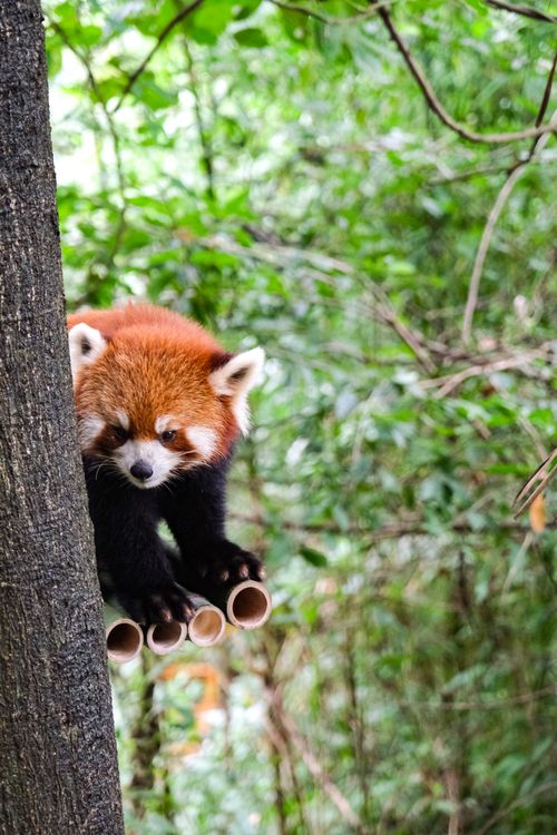 Free Close-up of a red panda climbing a tree in the vibrant forests of Chengdu, China. Stock Photo