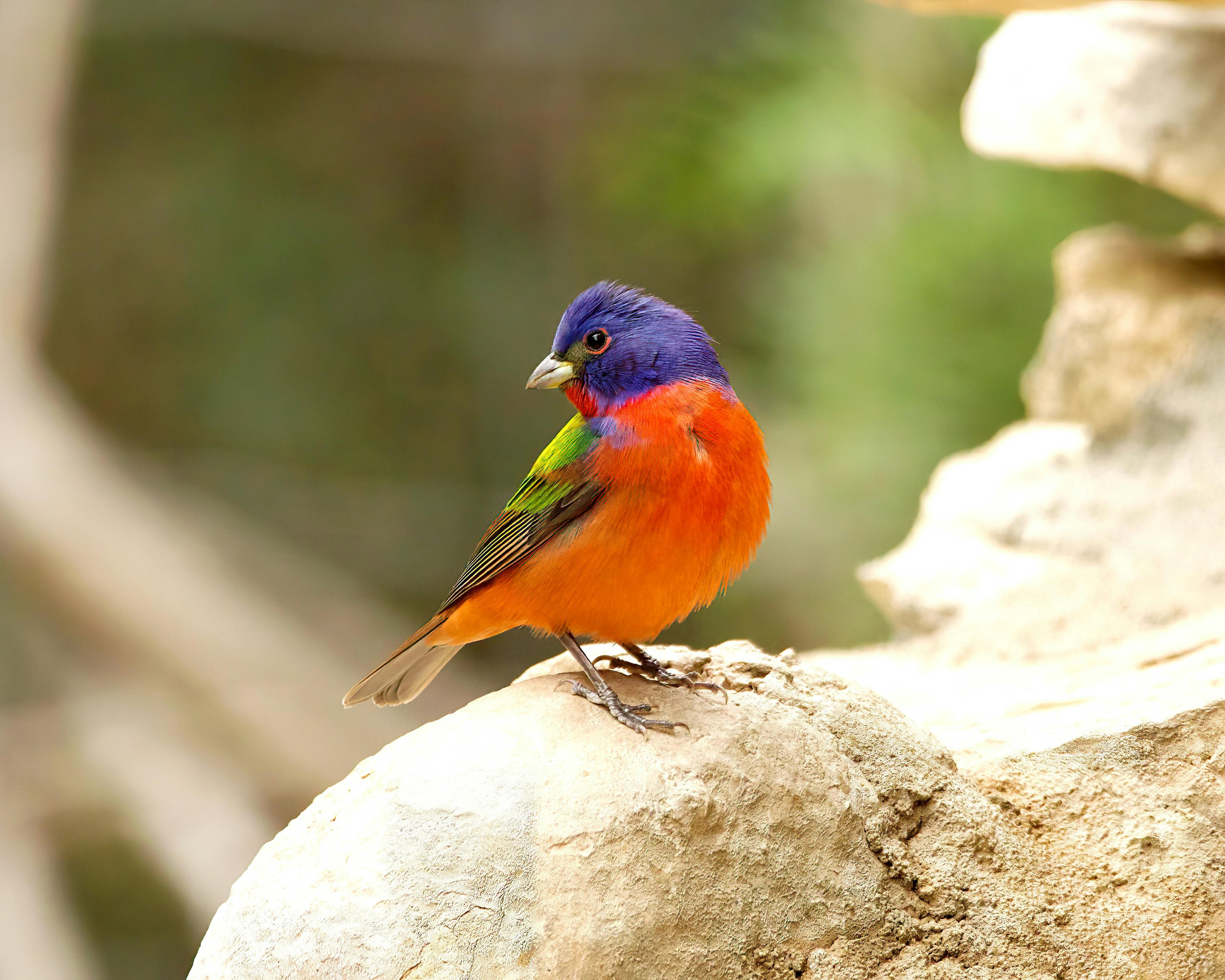 Painted Bunting Photos Download The BEST Free Painted Bunting Stock   Pexels Photo 13565180 