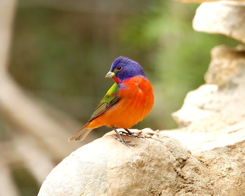 Close-Up Shot of a Painted Bunting BIrd
