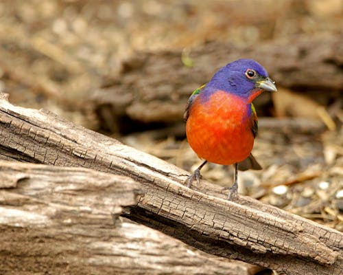 Painted Bunting Bird on Wood