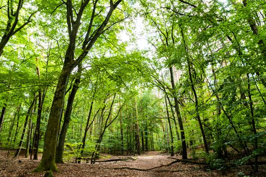 Discover tranquility on a lush green woodland path surrounded by tall trees in summer.