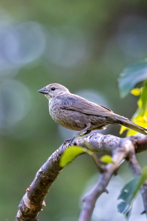 Foto profissional grátis de ave, aves, aviário