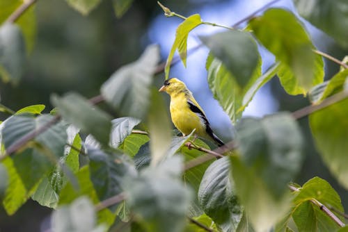 Yellow and Black Bird on Tree Branch