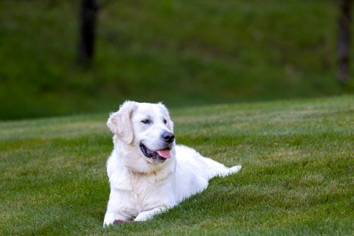 Free Charming golden retriever lounging in a sunny green field in Southborough, MA. Stock Photo