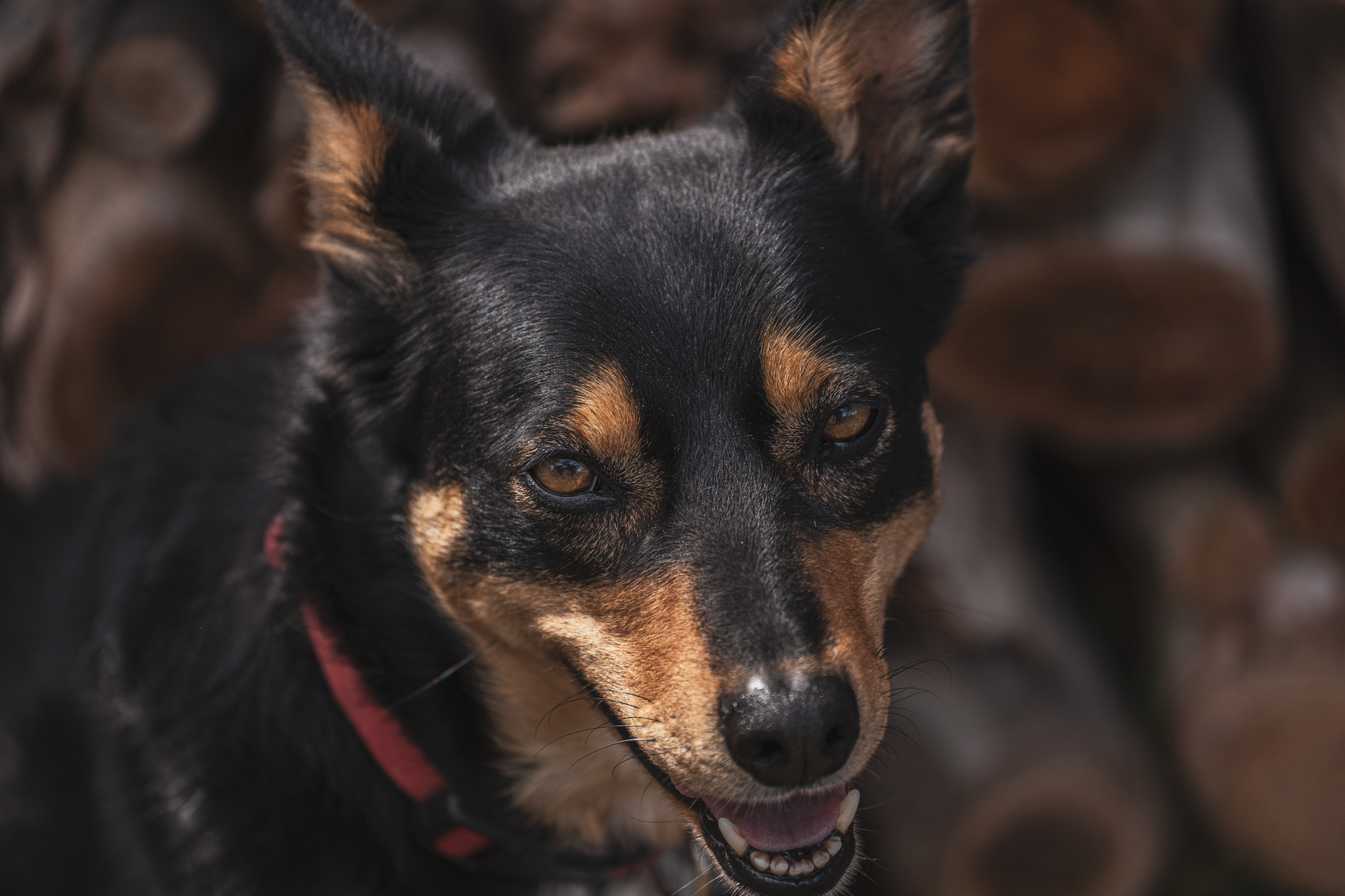 Veterinary care for a dog