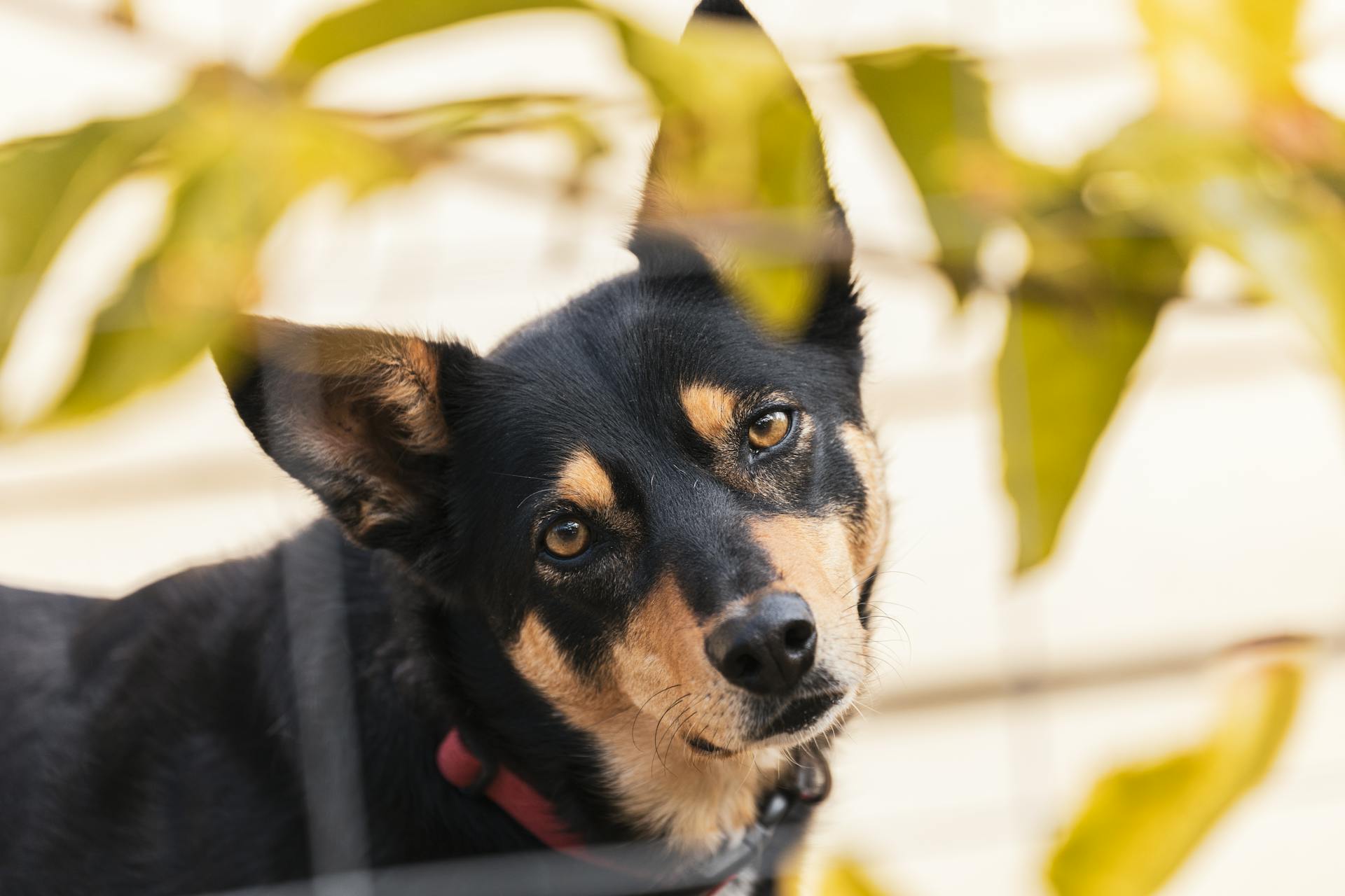 Een zwarte kelpie in close-up