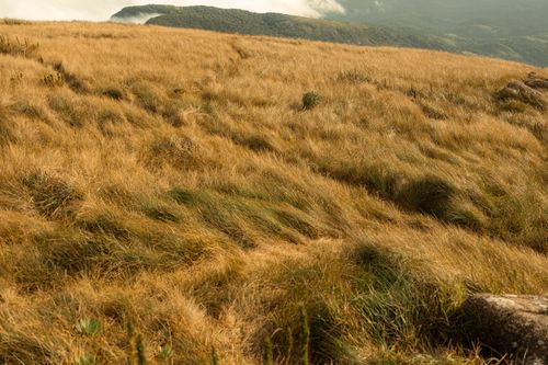Free Vast landscape of golden wild grass on rolling hills under a cloudy sky, showcasing natural beauty. Stock Photo