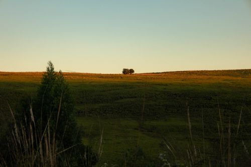 Free A serene view of the countryside during sunset with grasslands and a single tree. Stock Photo