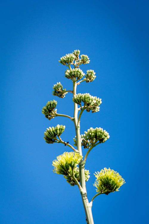 Free Low angle view of a tall agave plant under a bright blue sky in Oaxaca, Mexico. Stock Photo