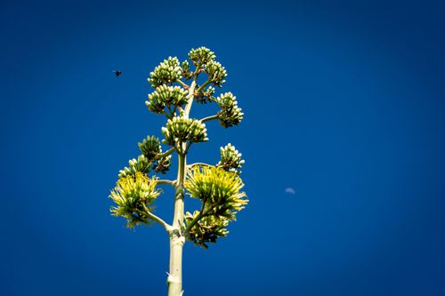 Free Quiote Stock Photo