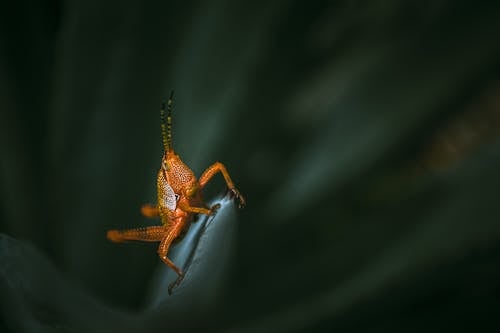 Gratis Foto stok gratis alam, belalang, fokus dangkal Foto Stok