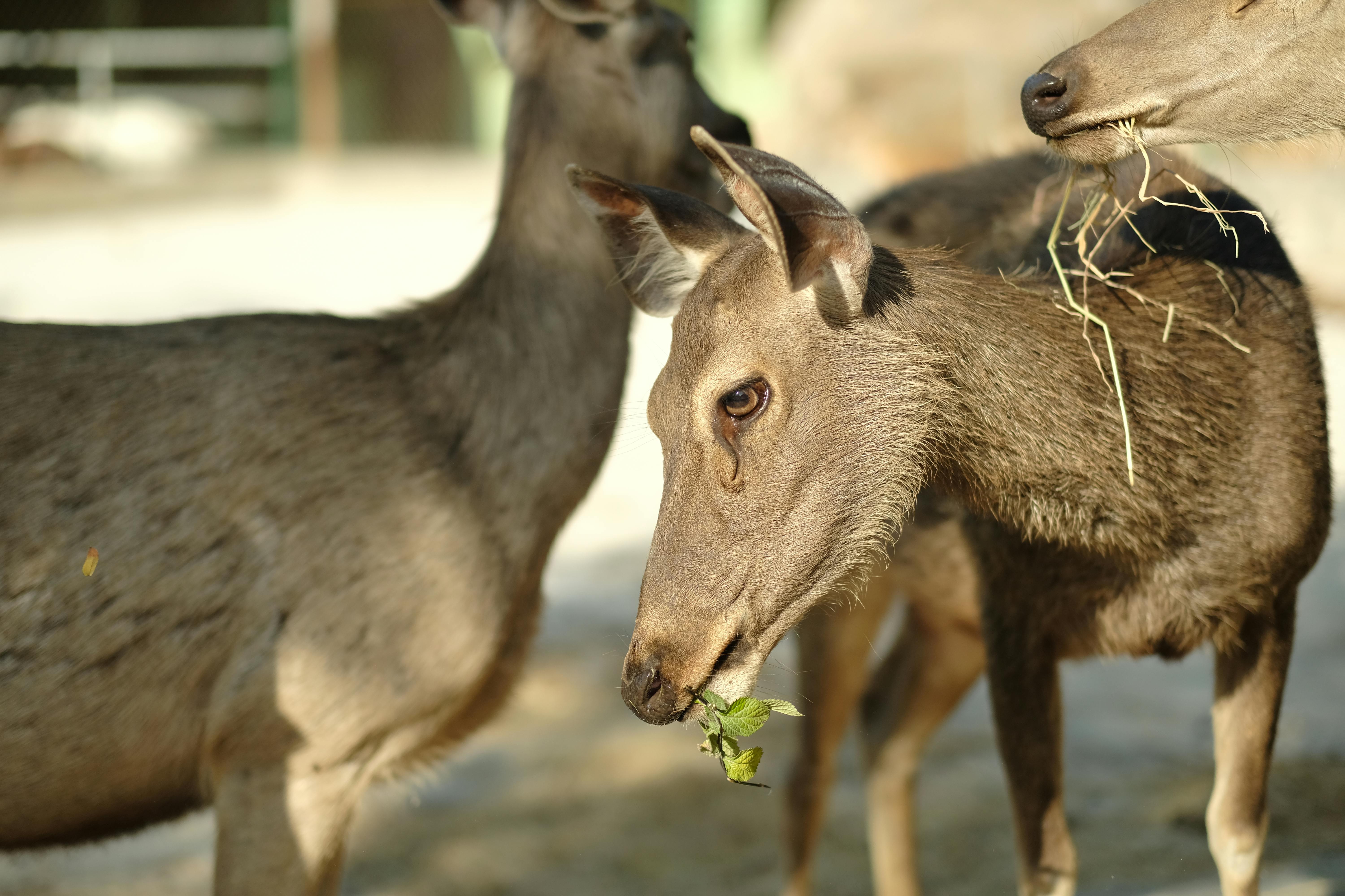 grátis Foto profissional grátis de alimentando, ambiente natural, animais Foto profissional