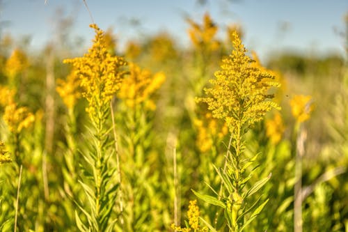 Foto stok gratis abadi, bidang, bunga kuning