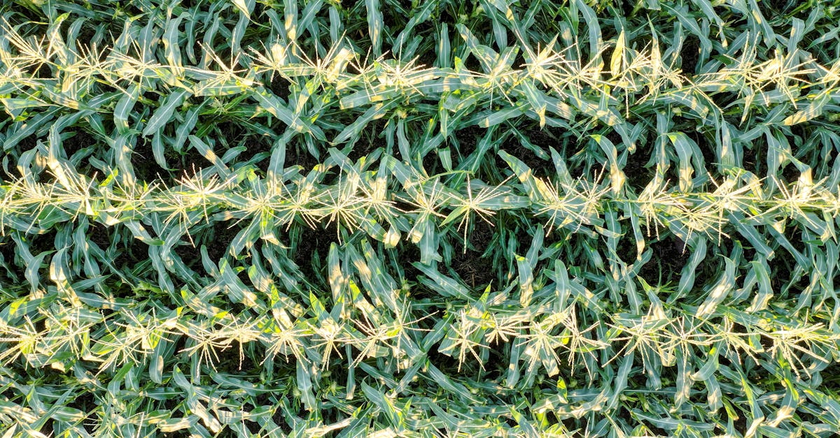 Lefse Norvegia Midwest