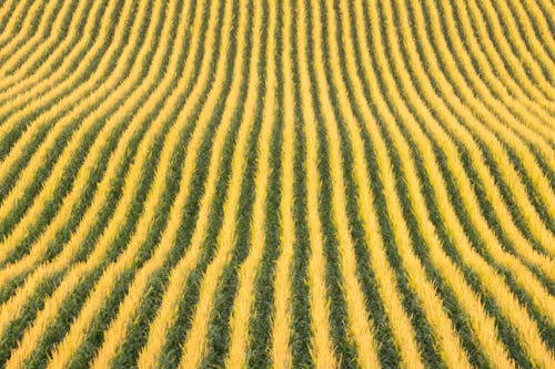 Yellow and Green Grass Field