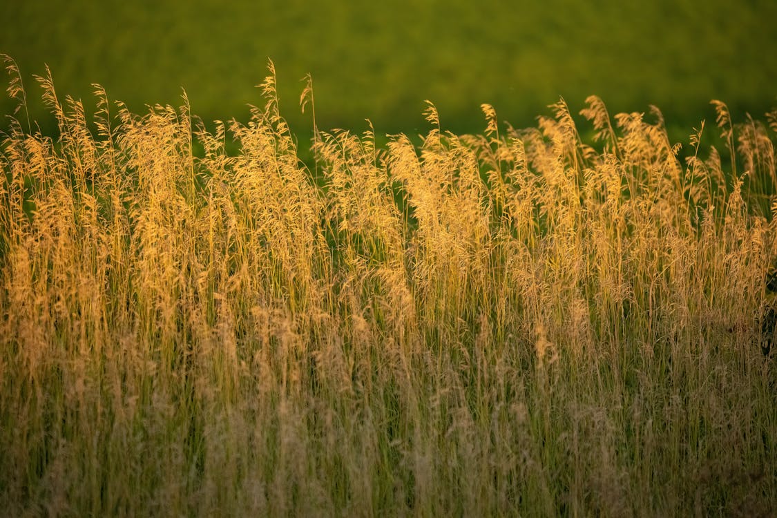 Green and Yellow Wheat Field