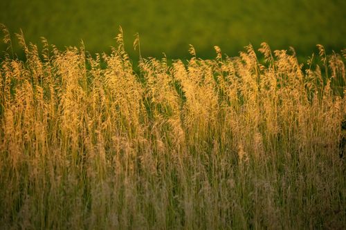 Free A serene capture of golden prairie grass swaying gently in Elgin, Minnesota, during sunset. Stock Photo
