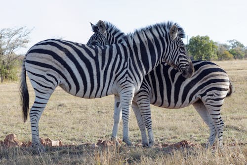 Foto profissional grátis de animais, listras, zebra