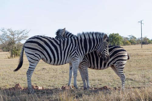 Foto d'estoc gratuïta de animals, de perfil, fotografia d'animals