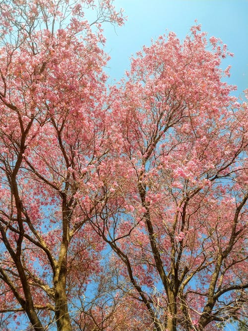Lapacho Trees in Bloom against a Blue Sky 