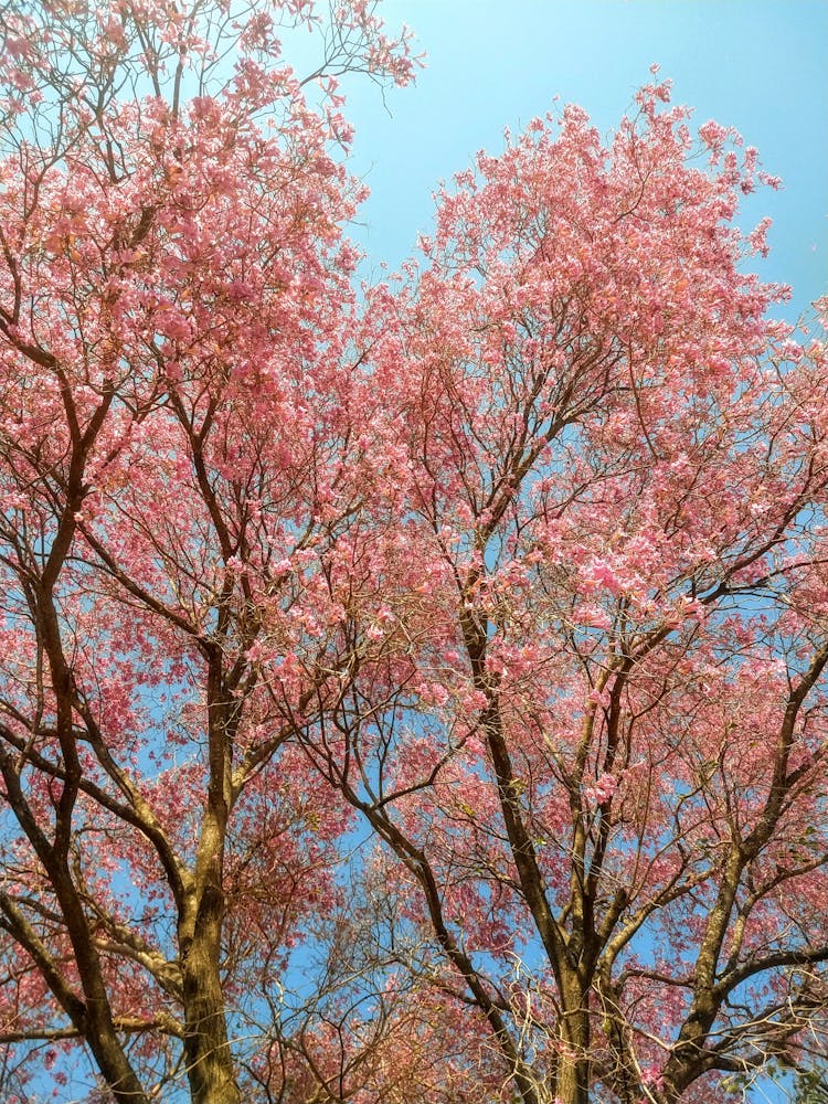 Lapacho Trees In Bloom Against A Blue Sky 