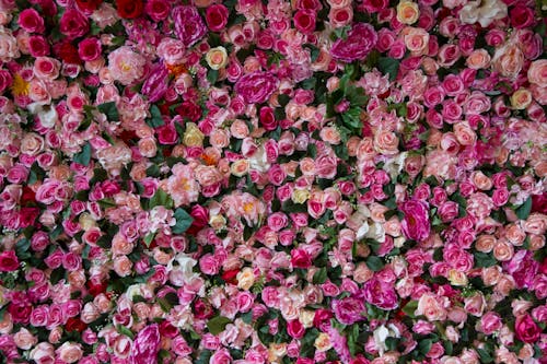 Photograph of Pink Roses Blooming