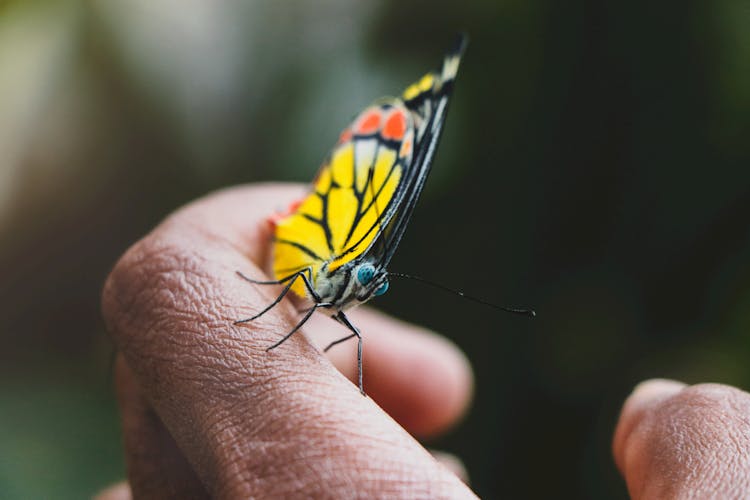 A Butterfly On The Finger 