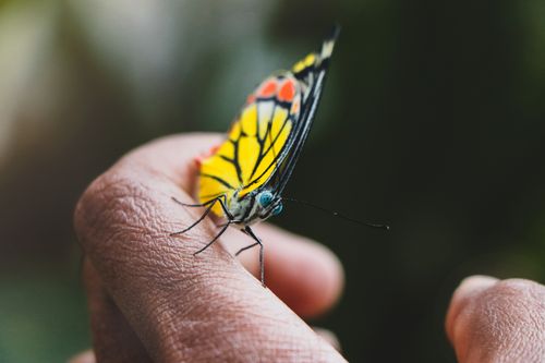 Free A detailed image of a colorful butterfly perched on a person's finger. Stock Photo