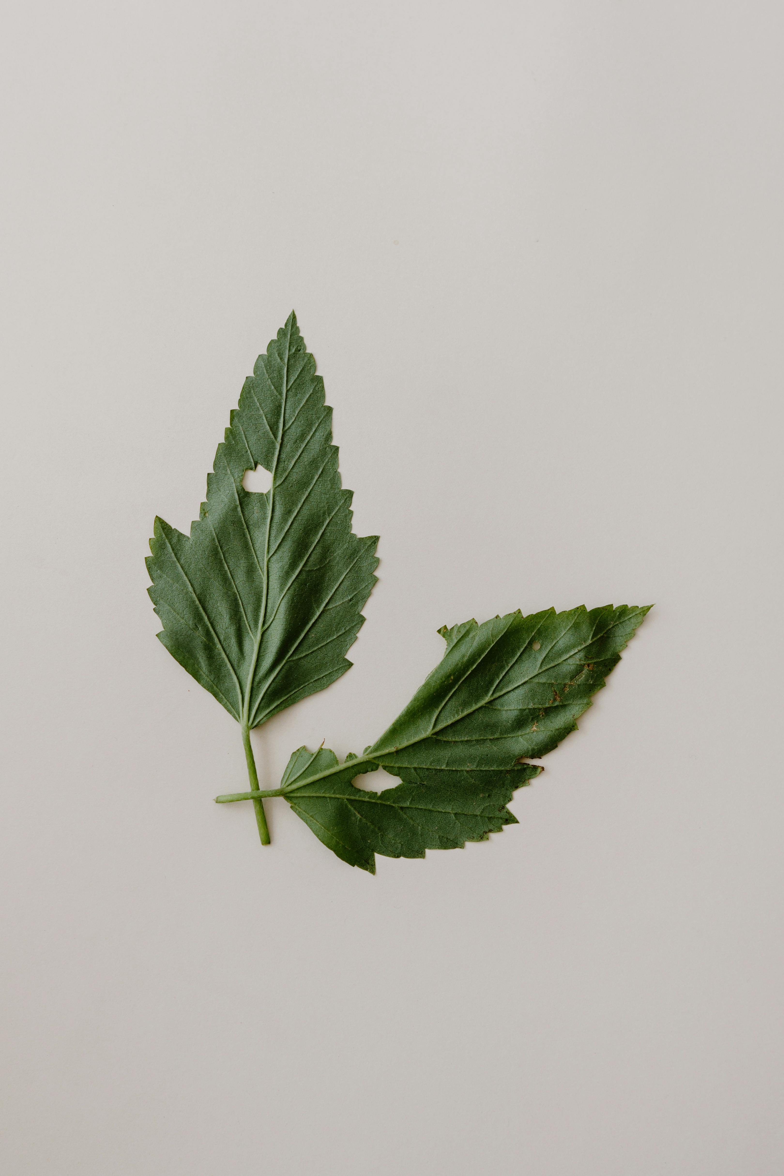 Artistic close-up photography of two green leaves on a neutral background, showcasing natural textures.
