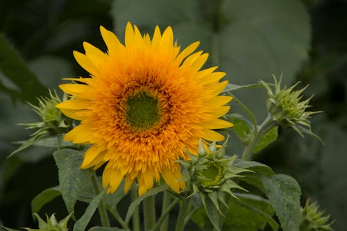 sunflower sun plant