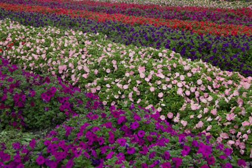Бесплатное стоковое фото с ботанический сад, красивый цветок, сад цветов