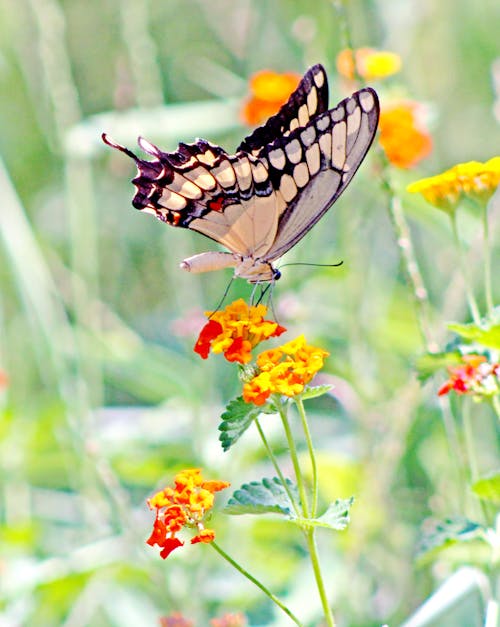 Black and White Butterfly on Yellow Flower