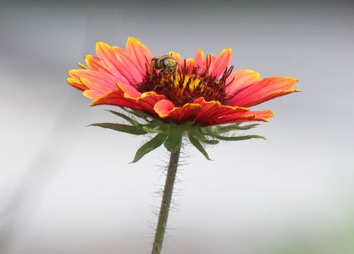 Free Close-up macro image of a honeybee pollinating a vibrant Gaillardia flower in San Antonio, Texas. Stock Photo